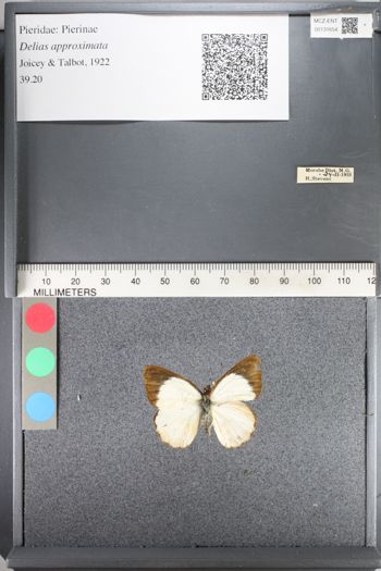 Media type: image;   Entomology 131654